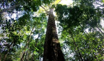Li, Vi e Ouvi | Alta árvore na Amazônia e provérbio francês