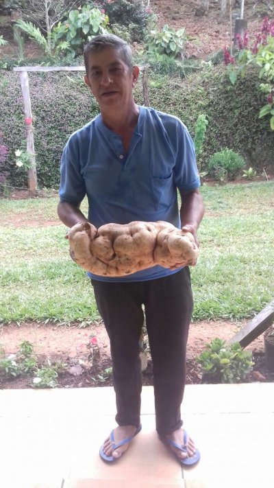 Agricultor Armelindo Ibenes com a batata-doce de 7,5 kg (Foto: Divulgação/LÊ)