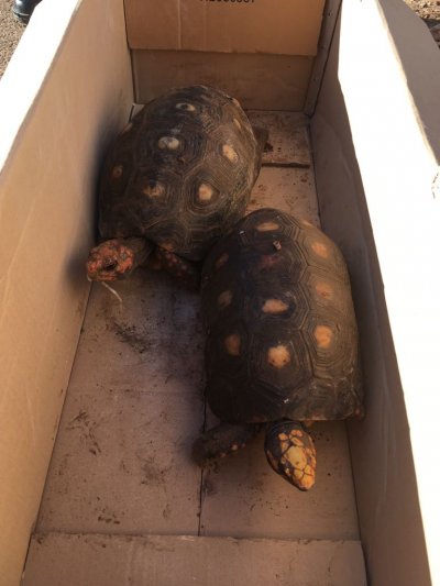 Tartarugas foram encontradas em um terreno baldio de Xaxim (Crédito: Polícia Militar de Xaxim)