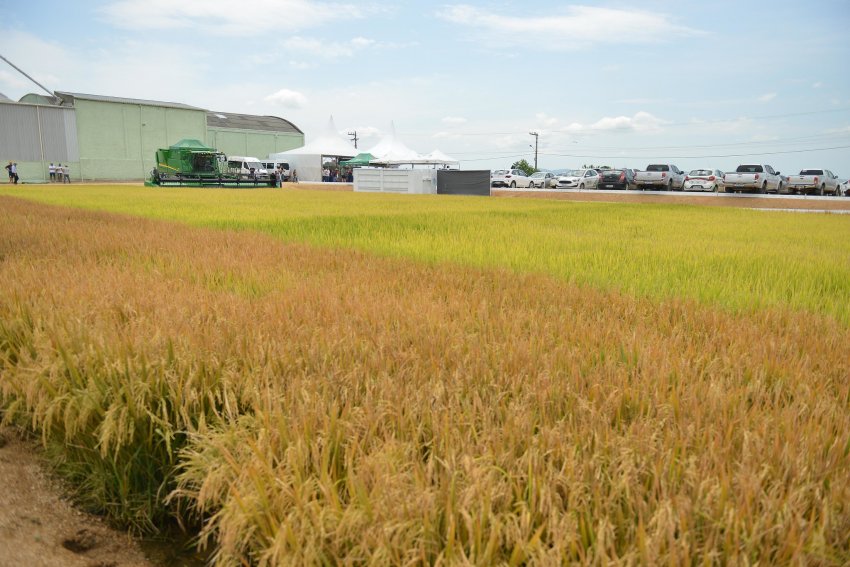 Estimativa da safra brasileira 2022/2023 de arroz é de 10,3 milhões de toneladas