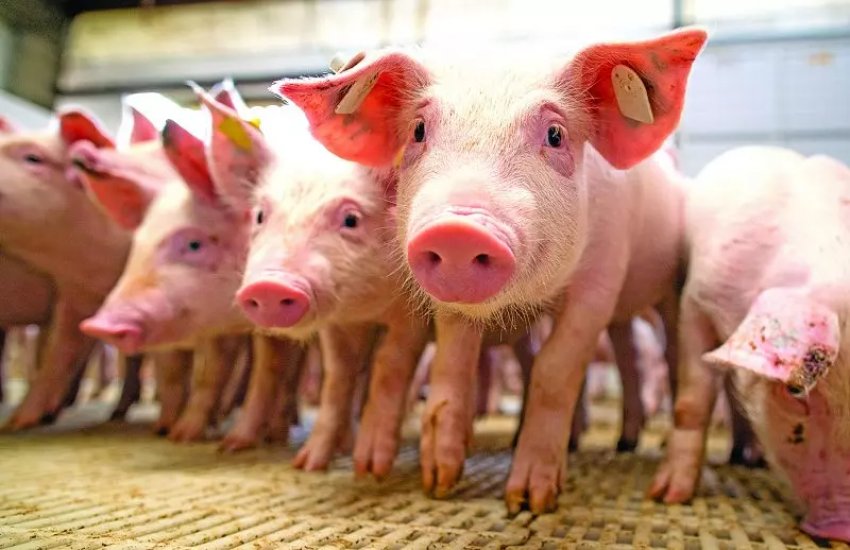 Só no mês de março, os catarinenses exportaram 57,5 mil toneladas de carne suína, com um faturamento de US$ 137 milhões
