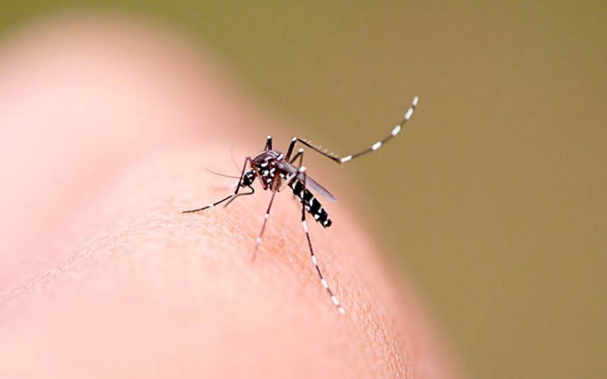Xaxim enfrenta 44 casos de dengue, com ações de combate intensificadas após identificar 168 focos do mosquito transmissor