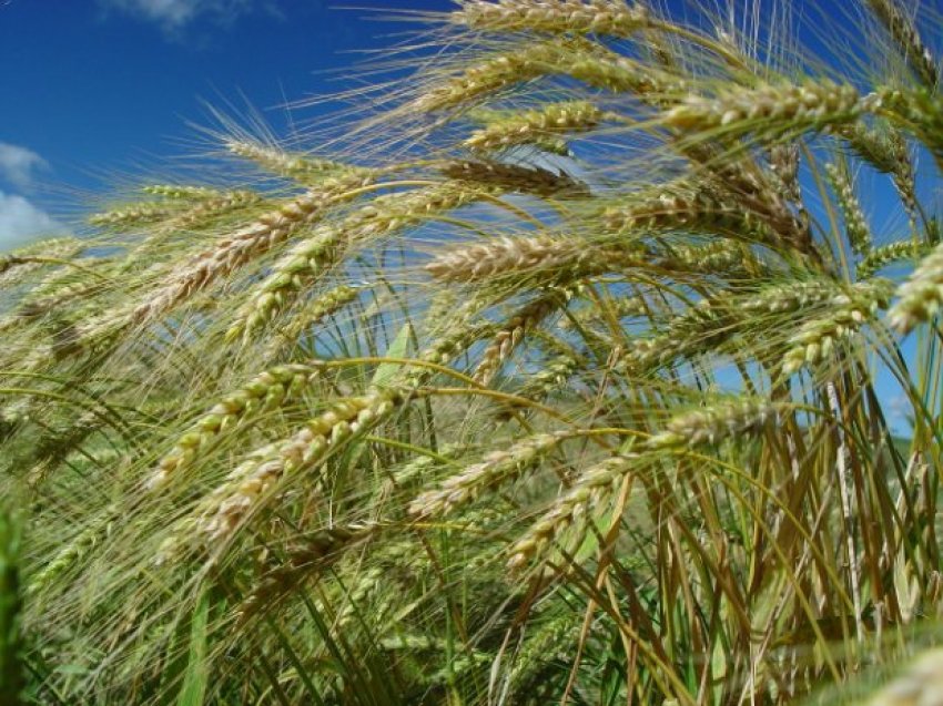 Estima-se a colheita de 7,6 mil toneladas de trigo em 2,8 mil hectares plantados nos municípios que fazem parte dos Campos de Lages