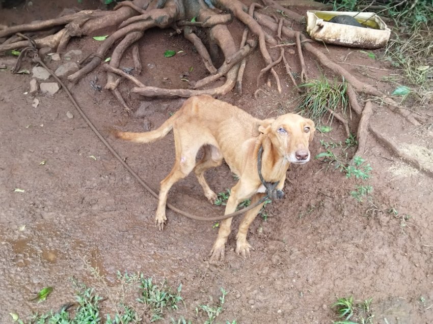 Um dos cães tinha um quadro severo de desnutrição, além de cegueira, e não tendo à sua disposição comida e água