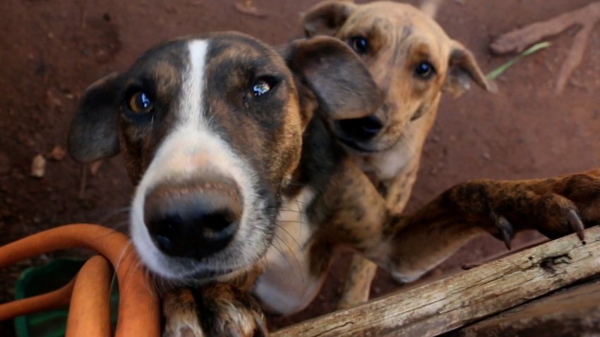 Os 37 cachorros estão sendo cuidados pelo município enquanto aguardam a adoção