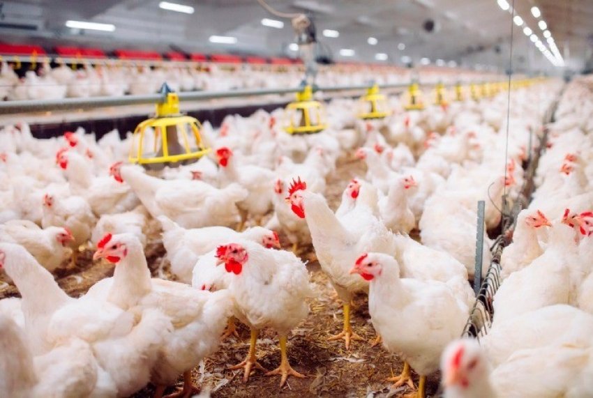 Receitas das exportações frango passam dos US$ 188 milhões, segundo o Ministério da Economia