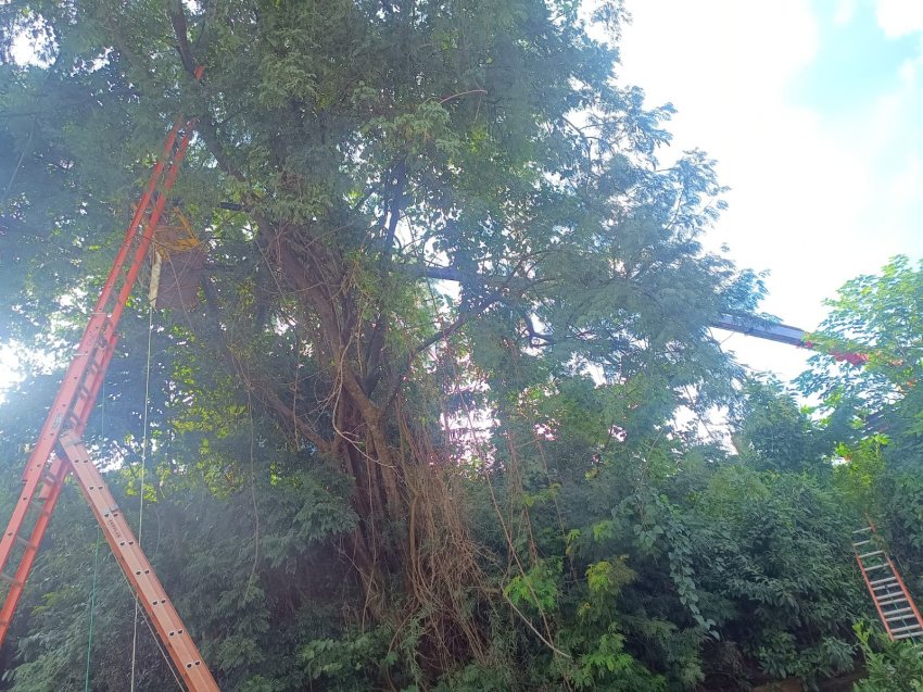 Bombeiros resgataram vítima presa em árvore com auxílio de uma empresa de guinchos