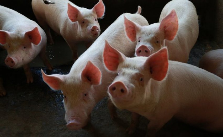 Embora não ofereça riscos à saúde humana, a peste suína africana causa grande mortalidade nas criações de suínos