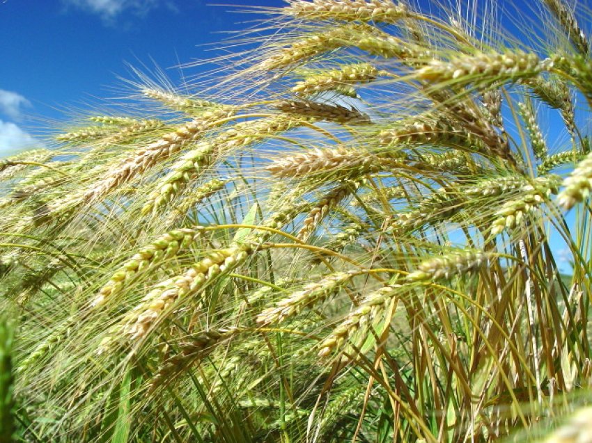 Produção de trigo deve crescer 55% em Santa Catarina