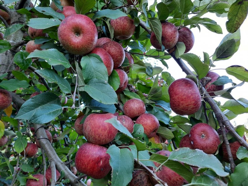 Em 07 de maio de 2014, o Brasil foi reconhecido como área livre da Cydia pomonella, praga que atinge maçãs, peras e marmelos