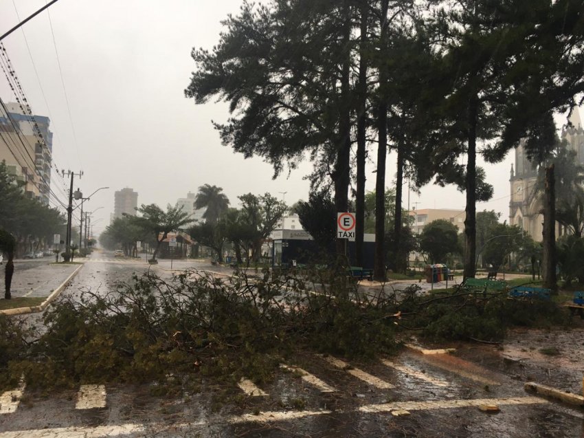 Ventania derrubou árvore de grande porte da Praça Frei Bruno na avenida Plínio Arlindo De Nês, em Xaxim