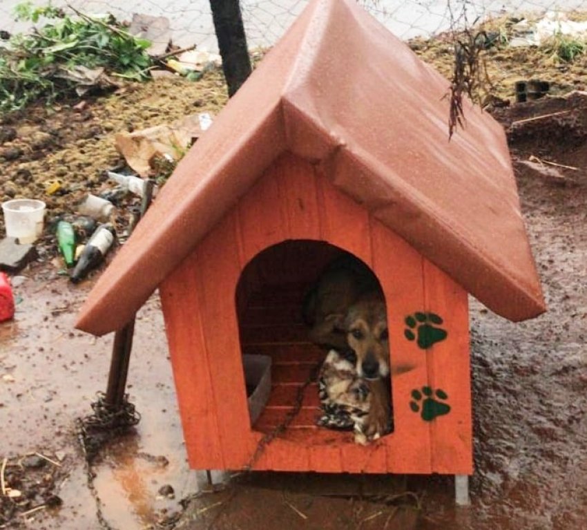 Cães foram encontrados em situação precária, em uma residência no bairro São Pedro