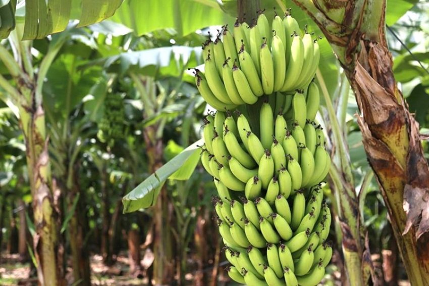 Em Santa Catarina, são cerca de 3,5 mil bananicultores e 29 mil hectares destinados ao cultivo da fruta