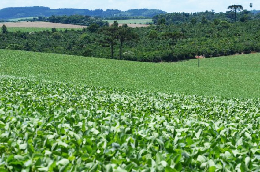 O herbicida é usado em cultivos de soja, milho, maçã, batata e arroz 