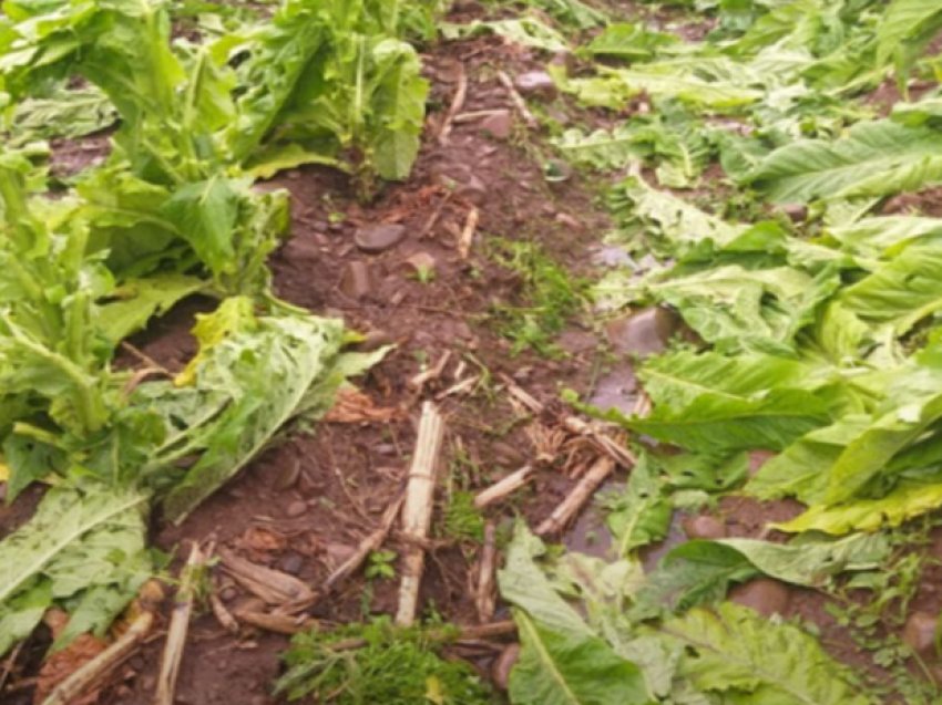 Segundo a Epagri, houve mais prejuízos às lavouras de tabaco, trigo, milho, pêssego, ameixa, nectarina, erva-mate e pastagens