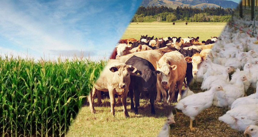 Crescimento de 20% na exportação de carne bovina é o destaque do Boletim Agropecuário de maio, da Epagri/Cepa (Foto: Divulgação/LÊ)
