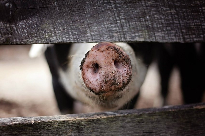Em 2019, o faturamento com exportações de carne suína chegou a US$ 766,4 milhões