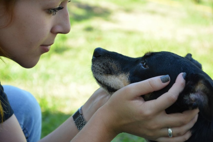 Desde dezembro do ano passado, a Ouvidoria da Prefeitura de Blumenau conta com um canal exclusivo para denúncias de maus-tratos a animais domésticos e atendimento médico veterinário a animais errantes