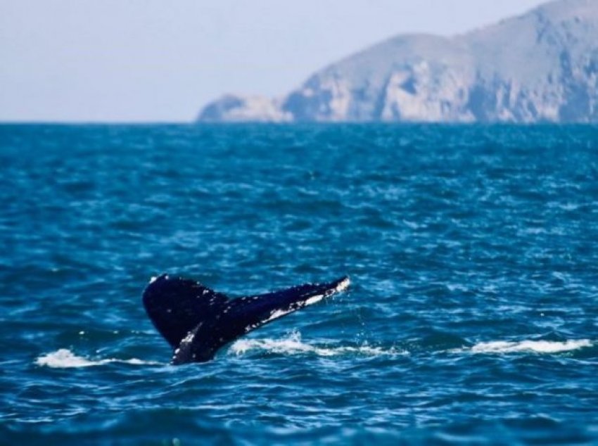 Excepcionalmente neste ano, algumas baleias jubarte ficaram na faixa leste da Ilha de Santa Catarina