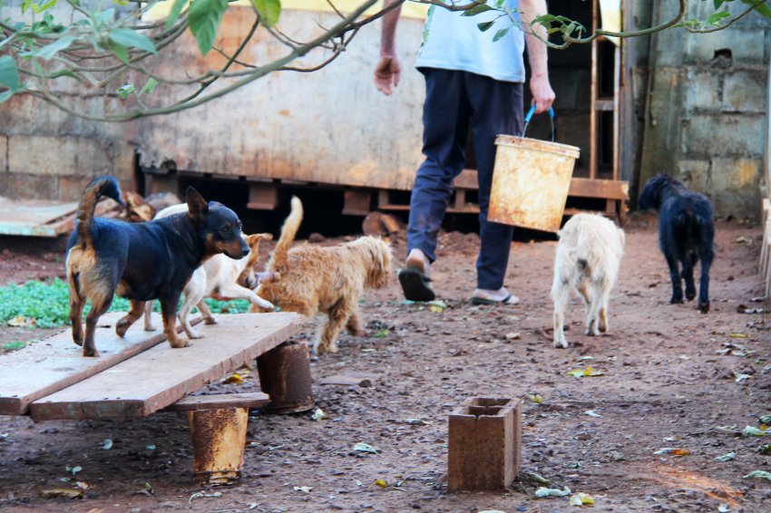Os xaxinenses Vanda Duarte de Souza e Luiz Castoldi são conhecidos em Xaxim por cuidar dos cachorros vira-latas em sua casa. (Foto: Arquivo/LÊ)