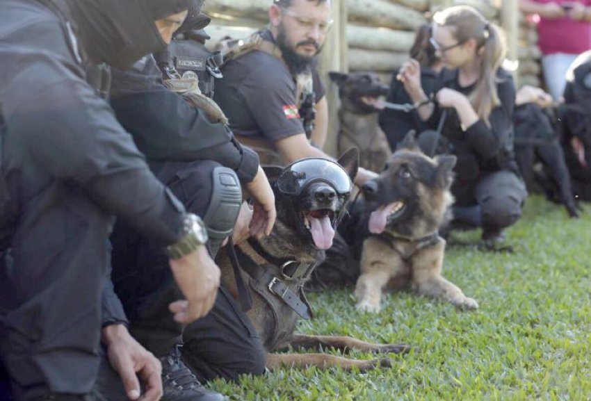 Homens e mulheres da Polícia Militar, Polícia Civil e Deap participaram do treinamento com cães