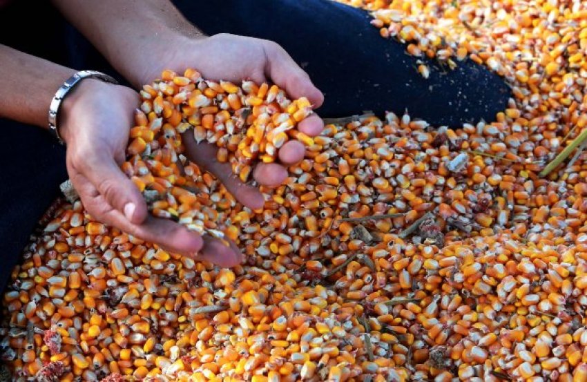 Estado de Santa Catarina terá acesso a 42 mil toneladas de milho para alimentação animal. (Foto: Julio Cavalheiro/Secom)