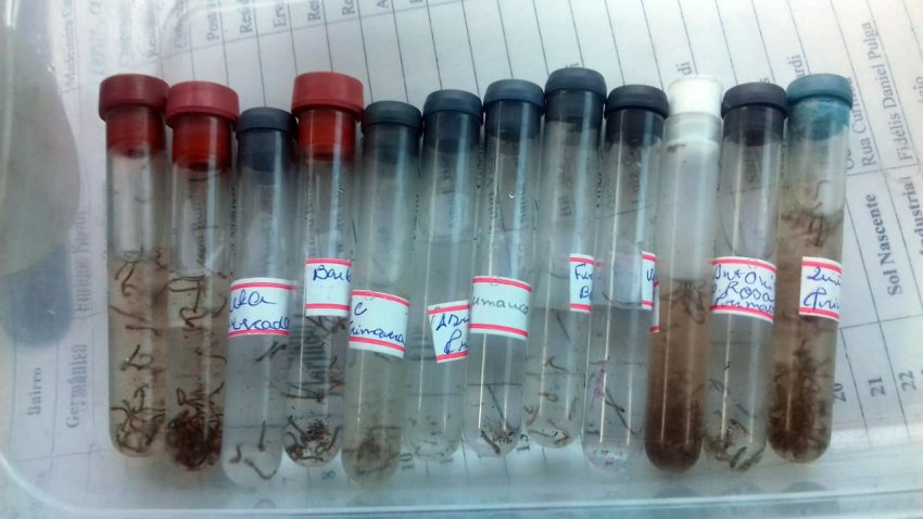 Xaxim registra 312 focos do mosquito transmissor da dengue