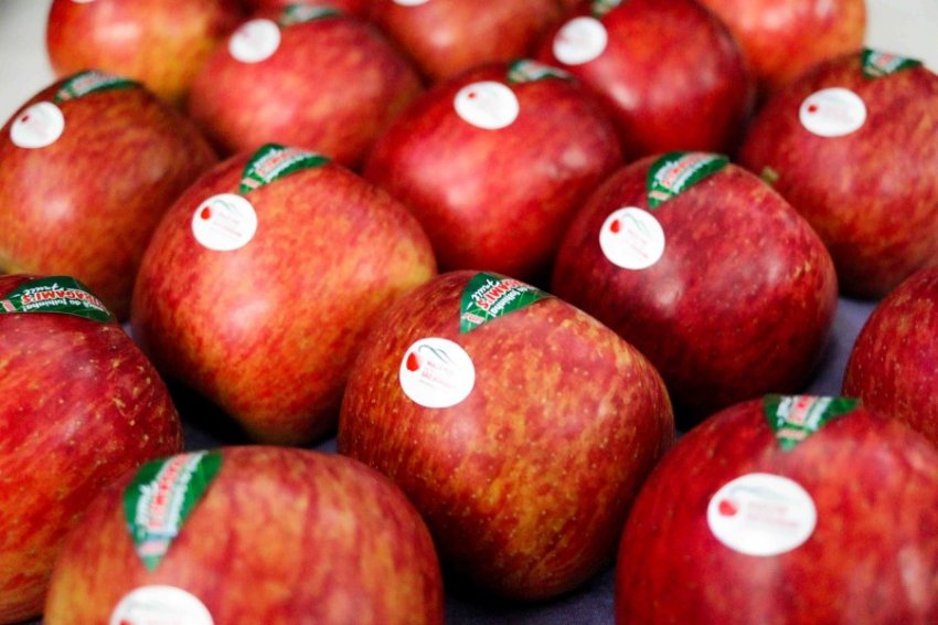 Atualmente, a maçã catarinense tem produtividade e rentabilidade no mercado mundial