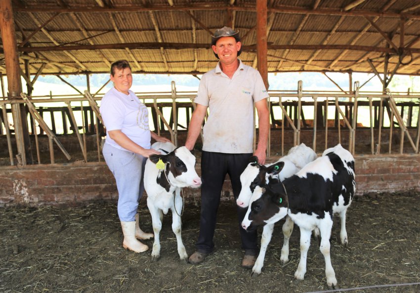 Caso é raro e o casal de produtores de leite Gilmar e Janine Ohland se surpreendeu quando encontrou as bezerras trigêmeas