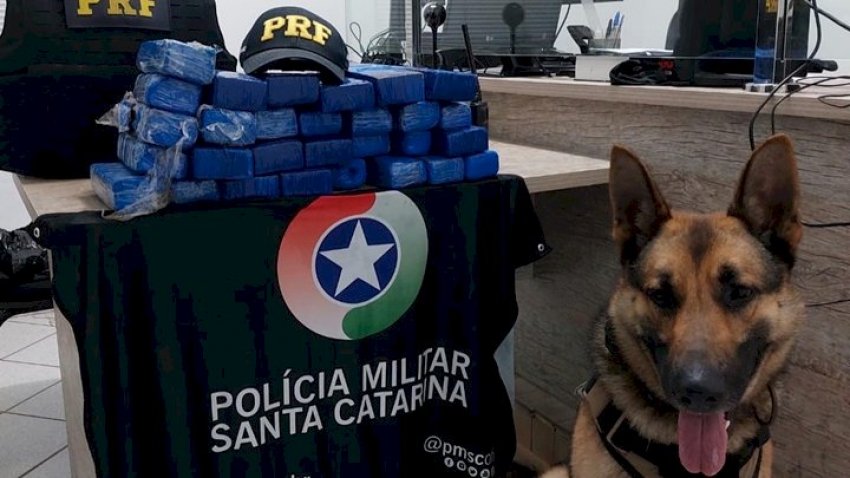 Droga foi encontrada em um fundo falso com auxílio de um cão farejador na BR-280