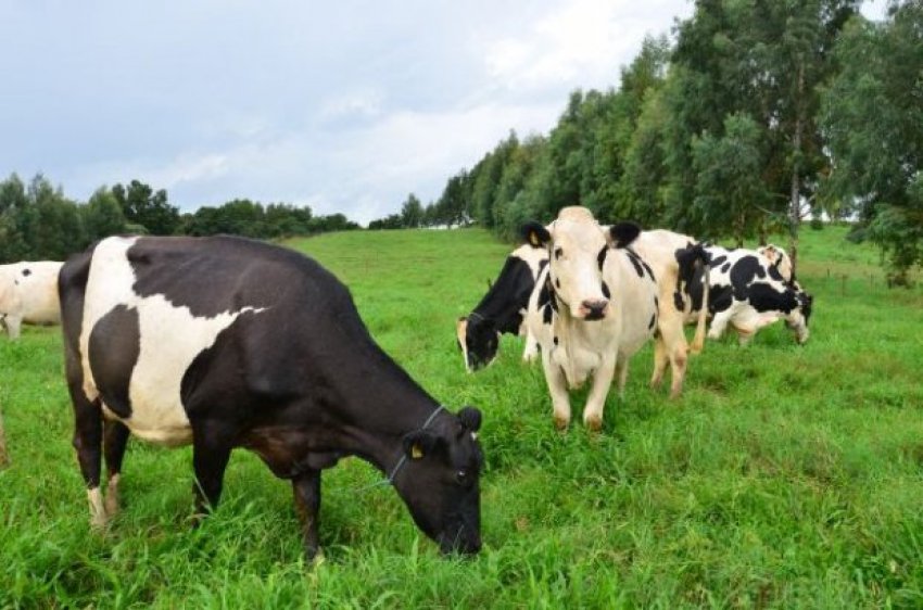 Recursos possibilitam a continuidade da produção de carne e de leite, além de preservar a saúde pública e o status sanitário da pecuária catarinense