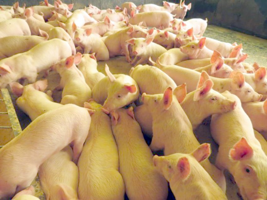 Em julho, SC alcançou o faturamento de US$ 133,5 milhões, com embarque de 53,2 mil toneladas de carne suína
