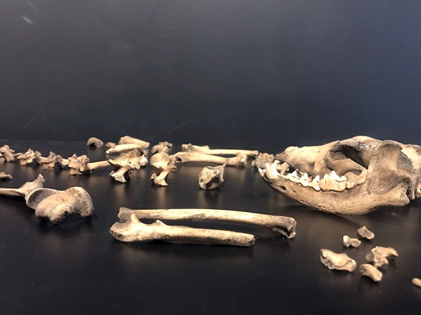 Esqueleto de cachorro pré-hispânico que pertence ao acervo do Museu Nacional de Antropologia do Uruguai