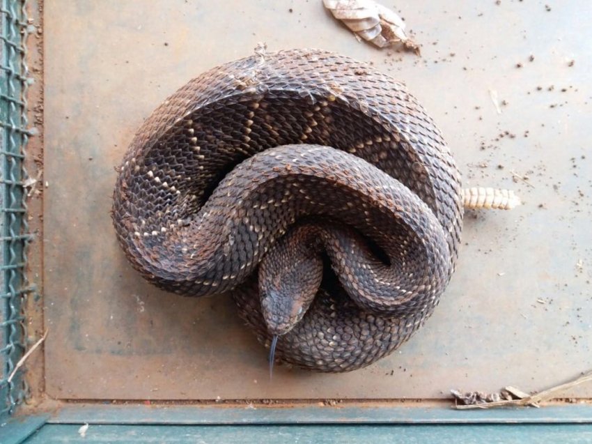 Serpente foi encontrada em São Domingos, na tarde desta sexta-feira (16) (Foto: Corpo de Bombeiros)